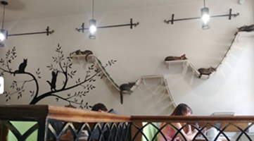 戦火の中でも営業を続けるウクライナの猫カフェ「リヴィヴ」