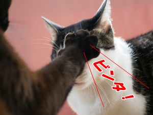 ウィルスミスがアカデミー賞でビンタ騒動!原因はオスカー主催者か?